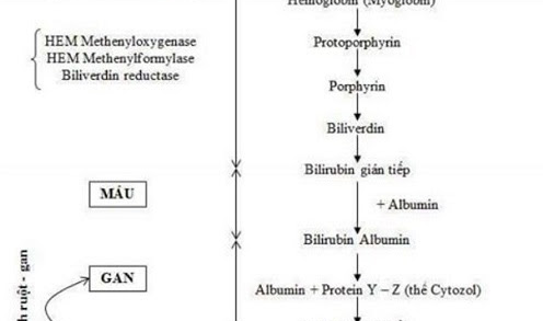 Chuyển hóa Bilirubin trong cơ thể và các bệnh lý liên quan