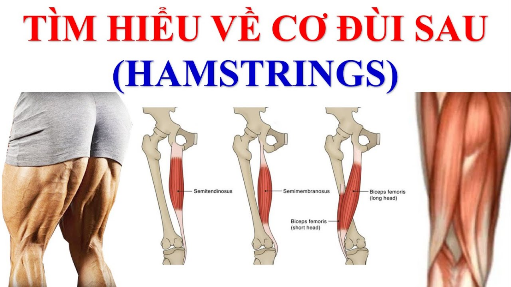 Cơ hamstring là gì và các bài tập hiệu quả cho cơ hamstring 