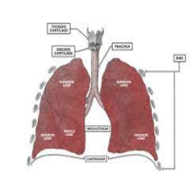 Ung thư biểu mô vảy ở phổi