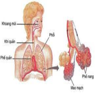 Ung thư biểu mô tuyến phổi 